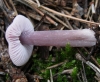 Mycena pura (Pers.) P. Kumm. 1871