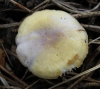 Mycena pura (Pers.) P. Kumm. 1871