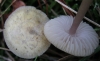 Mycena pura (Pers.) P. Kumm. 1871