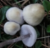 Mycena pura (Pers.) P. Kumm. 1871