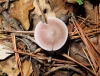 Mycena pura (Pers.) P. Kumm. 1871