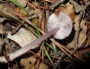 Mycena pura (Pers.) P. Kumm. 1871