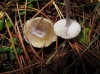 Mycena pura (Pers.) P. Kumm. 1871
