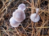 Mycena pura (Pers.) P. Kumm. 1871