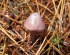 Mycena pura (Pers.) P. Kumm. 1871