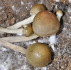 Panaeolus cf. olivaceus F.H. Mller 1945