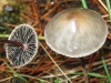 Panaeolus cf. papilionaceus (Bull.) Qul. 1872