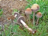 Panaeolus cinctulus (Bolton) Sacc. 1887