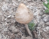 Panaeolus sp.