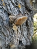 Phellinus igniarius (L.) Qul. 1886
