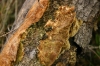 Phellinus viticola (Schwein.) Donk 1966