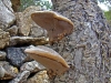 Phellinus pomaceus (Pers.) Maire 1933,