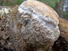 Phellinus pomaceus (Pers.) Maire 1933,