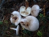 Pholiota lenta (Pers.) Singer 1951