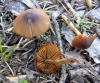 Pholiotina sp.