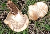 Pleurotus eryngii (DC.) Qul. 1872