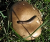 Pleurotus eryngii (DC.) Qul. (1872),