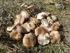 Pleurotus eryngii (DC.) Qul. 1872