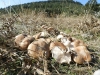 Pleurotus eryngii (DC.) Qul. 1872