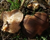 Pleurotus eryngii (DC.) Qul. 1872