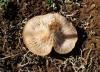 Pleurotus eryngii (DC.) Qul. 1872