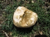 Pleurotus eryngii (DC.) Qul. 1872