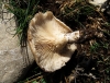 Pleurotus eryngii (DC.) Qul. 1872
