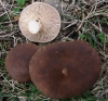 Pleurotus eryngii (DC.) Qul. 1872