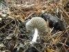 Pluteus cf. cinereofuscus J.E. Lange 1917