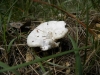 Postia stiptica (Pers.) Jlich (1982),