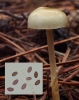 Protostropharia dorsipora (Esteve-Rav. & Barrasa) Redhead 2014