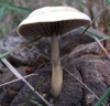 Protostropharia semiglobata (Batsch) Redhead, Moncalvo & Vilgalys 2013