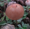 Psathyrella sp.