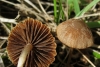 Psathyrella sp.