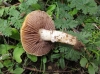 Psilocybe coronilla (Bull.) Noordel. 1995