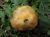 Psilocybe coronilla (Bull.) Noordel. 1995