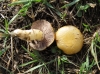 Psilocybe coronilla (Bull.) Noordel. 1995