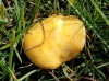 Psilocybe coronilla (Bull.) Noordel. 1995