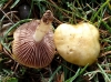 Psilocybe coronilla (Bull.) Noordel. 1995