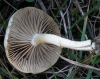 Psilocybe sp.