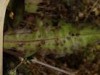 Puccinia crepidis-blattarioidis
