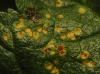 Puccinia malvacearum Bertero ex Mont. 1852