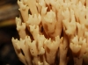 Ramaria sp.