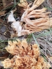 Ramaria sp.