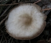 Rhodocollybia butyracea (Bull.) Lennox 1979
