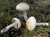 Rhodocollybia maculata (Alb. & Schwein.) Singer 1939
