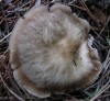 Rhodocollybia butyracea (Bull.) Lennox 1979