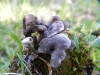 Rhodocybe sp.