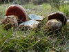 Rubroboletus cf. lupinus (Fr.) Costanzo, Gelardi, Simonini & Vizzini 2015