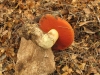 Rubroboletus lupinus (Fr.) Costanzo, Gelardi, Simonini & Vizzini 2015